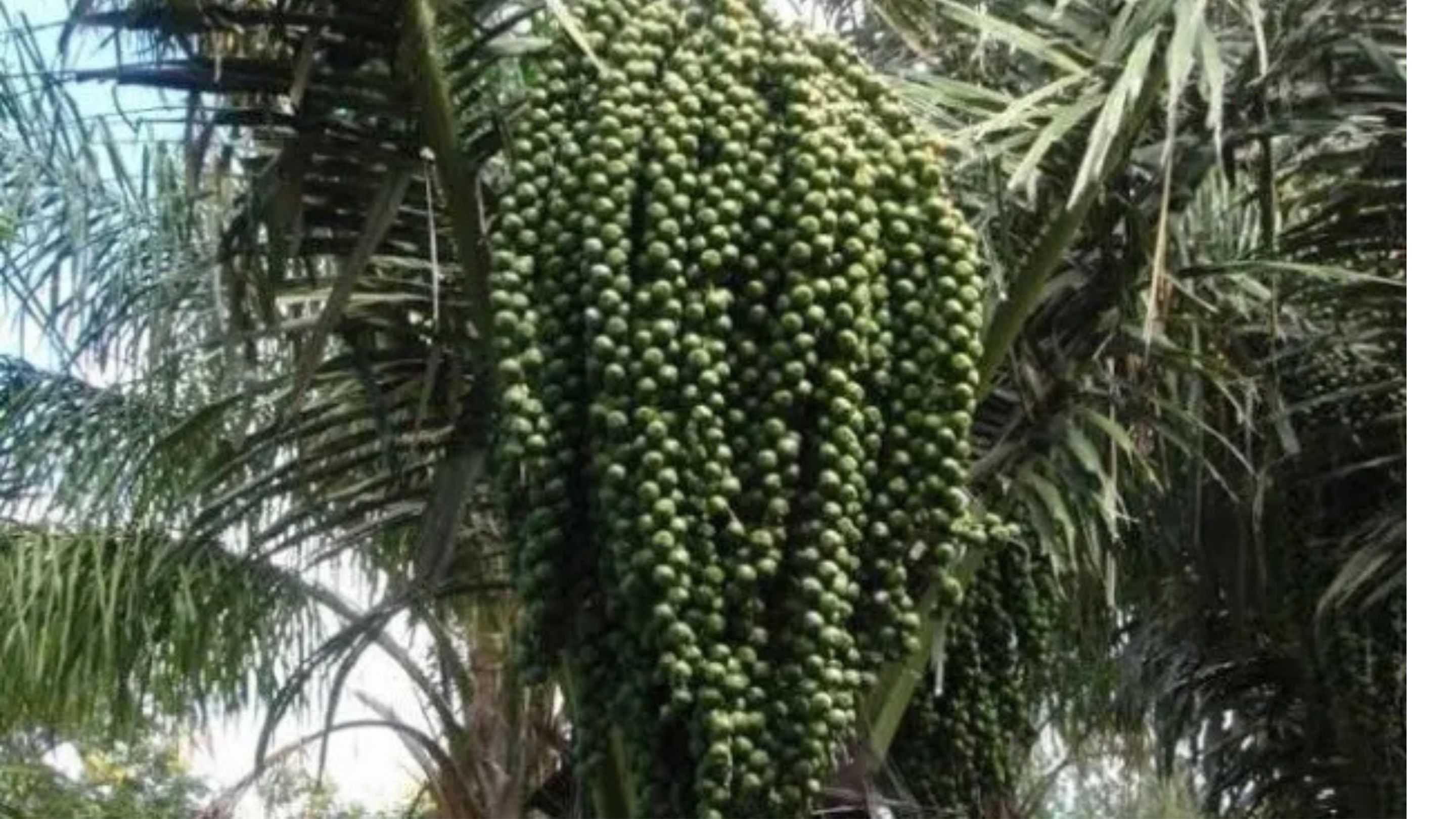 Mengapa Tanaman Aren Penting bagi Ekonomi dan Lingkungan?